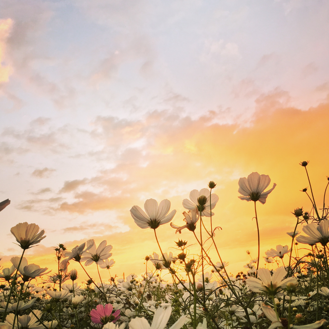 Wildflowers background with Introduction to Yoga details